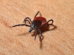 Danger Closeup Insect Tick Lyme Disease Macro